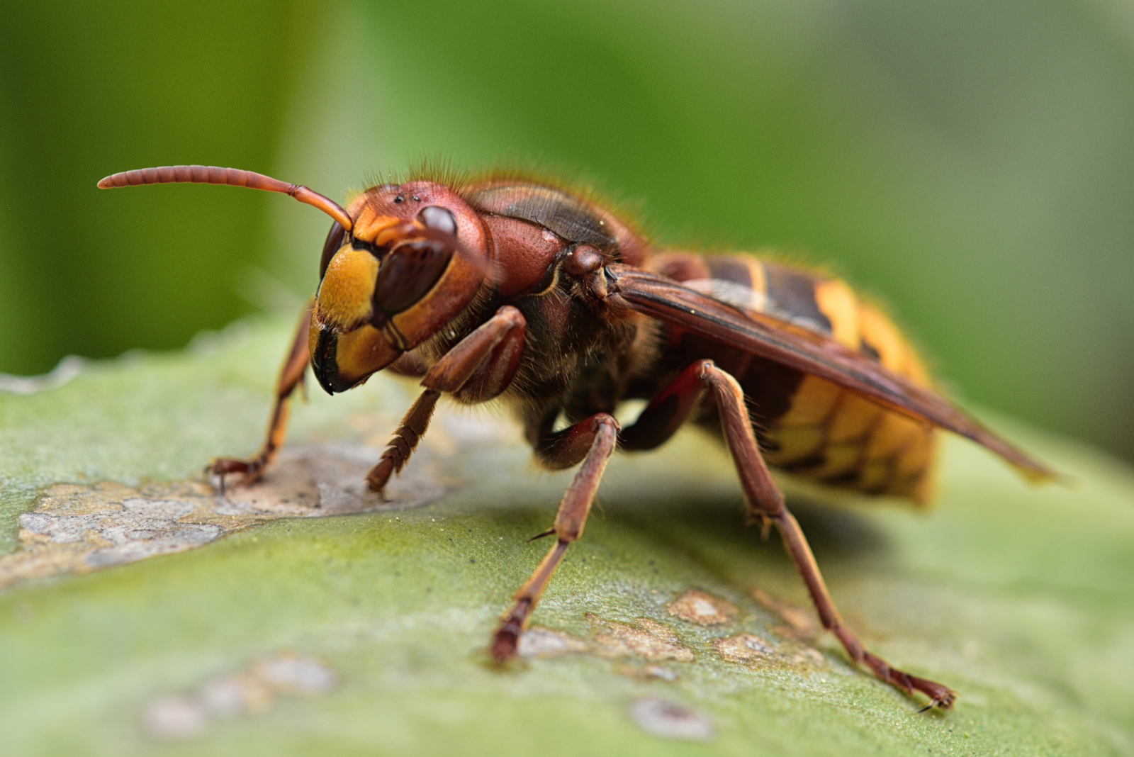 Comment différencier abeille, guêpe, frelon et bourdon — free download